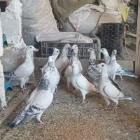 سلام دوستان عشق باز فروش چندتا کفتر جنگی