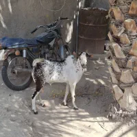 پازن صلاحه عمانی یا پچی ودوکهر نر صومال ویک پازن