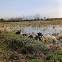 فروش جوجه اردک های یک ماهه(با تضمین سلامت و اصالت)|حیوانات مزرعه|گوراب زرمیخ, |دیوار