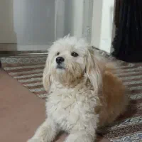 سگ گمشده