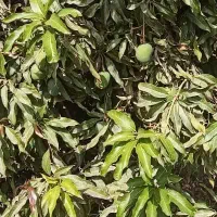 اجاره زمین باغی ۷۰۰۰ متری برنطین رودان