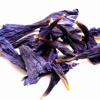 گل گاو زبان
