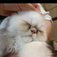 گربه خانگی|گربه|کرمانشاه, |دیوار