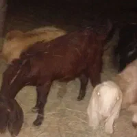 سه تا گیسه فهرج ابستن|حیوانات مزرعه|نگین کویر, |دیوار