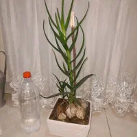 گیاه شاخ بزی|گل و گیاه طبیعی|تهران, مشیریه|دیوار