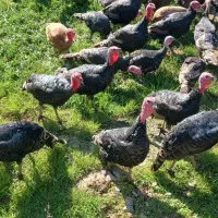 بوقلمون طبیعی|حیوانات مزرعه|قشلاق دشت, |دیوار