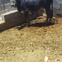 جلب داشتی