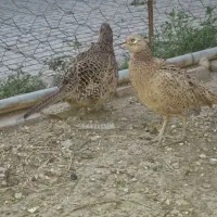 انواع محلی و زینتی|حیوانات مزرعه|مینودشت, |دیوار