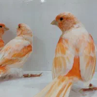 قناری موزائیکی سرخ .وسوخته|پرنده|اهواز, کوروش|دیوار