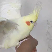 عروس هلندی|پرنده|پاکدشت, حصار امیر|دیوار