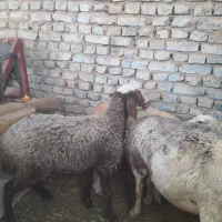 یک عدد بره ماده بروجردی افشار  پیشونی سفید