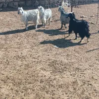 چهار عدد بزغاله ماده