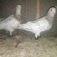 ساروسرونج