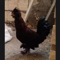 خروس لهستانی