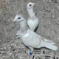 ساراوقون فری