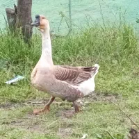 قوقاز اوکراینی و افریقایی کهنه سن یکسال نیمه