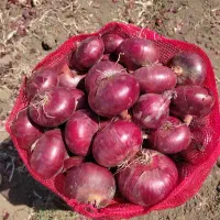 پیاز قرمز صادراتی