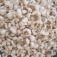 سیر بذری درجه 1 همدان جهت کاشت|حراج|خرمآباد, |دیوار