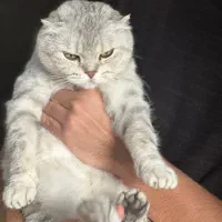 موکا خانم   (گربه ی اسکاتیش سیلور ماده)
