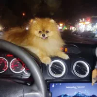 پامر خرسی نر وارداتی|سگ|اصفهان, خانه اصفهان|دیوار