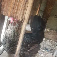 مرغ خروس