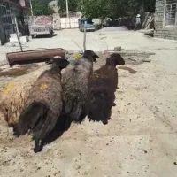 گوسفند برای قربانی