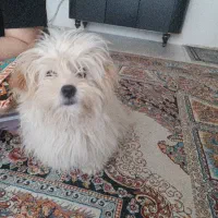 سگ شیتزو تریر