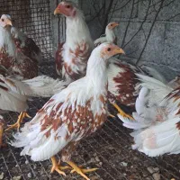 فروش یوکوهاما|حیوانات مزرعه|رامسر, |دیوار