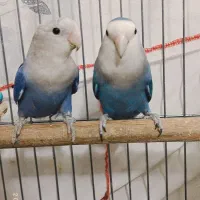 طوطی برزیلی مولد کارداده