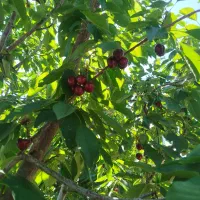 گیلاس درجه یک درشت ،مشکی،خوشمزه،ارگانیک کومیش