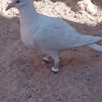 کفتر|پرنده|تایباد, |دیوار