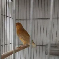 قناری دارچینی