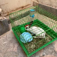 خرگوش با قفس و ظروف آب و غذا