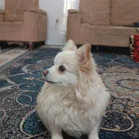 واگذاری پامرماده