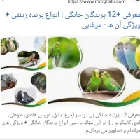 پرنده ی زینتی پیدا کردم