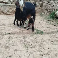 بز و بز غاله  دوقلو زا