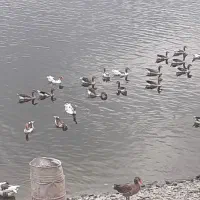 گرفتن انواع مرغ خروس اردک و...