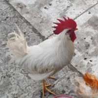 خروس