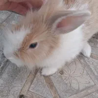 خرگوش|موش و خرگوش|کاشمر, |دیوار