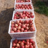 انار موجود است|خوردنی و آشامیدنی|کوهنانی, |دیوار