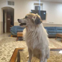 واگذاری سگ اشپیتز