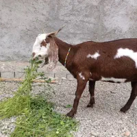 پلو|حیوانات مزرعه|بمپور, |دیوار