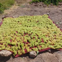 کشمش درجه 1|خوردنی و آشامیدنی|کرمانشاه, |دیوار