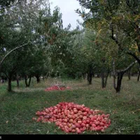 سیب زیر درختی در محل  به صورت آماده و ر