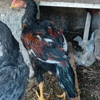 جوجه لاری سالم و سرحال|حیوانات مزرعه|سرپل ذهاب, |دیوار