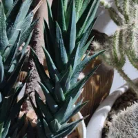 هاوارتیا طبقه ای