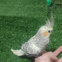 عروسی هلندی