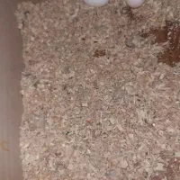 یک جفت عروس هلندی با تخم|پرنده|تبریز, |دیوار