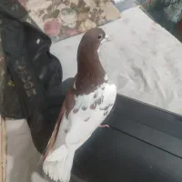 شهری چپ سرخ