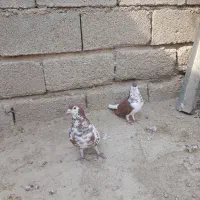 یالی و شهری جفت